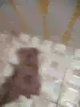 Sanjaymartin29 online show from January 16, 2025, 1:37 am