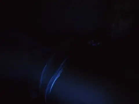 Dillon455669 online show from October 31, 2025, 10:27 pm