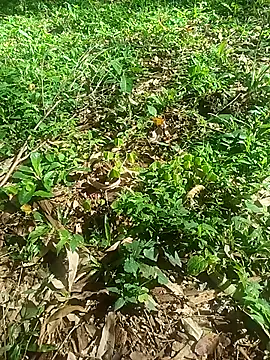 OFICINA Simas-Turbo online show from October 8, 2025, 6:41 pm