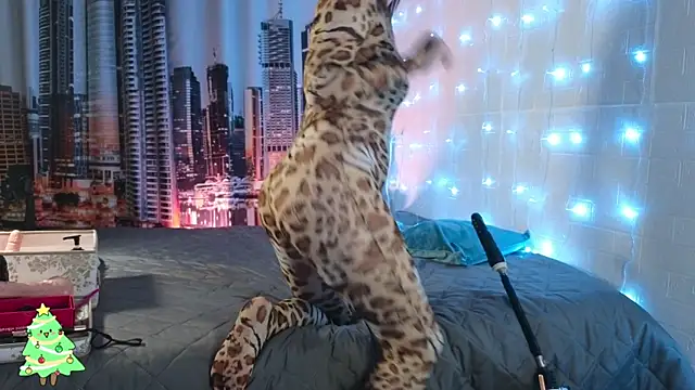 DashaHart online show from December 13, 2025, 8:04 pm