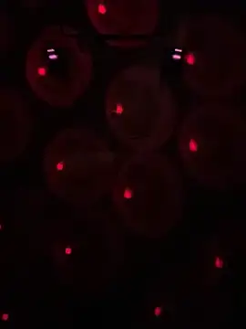 Snapshot of Gin4Cole chatting on January 30, 2025, 3:00 am Gin4Cole online show from January 30, 2025, 3:00 am