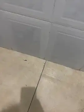 rafahpirusudo online show from March 18, 2026, 9:01 am