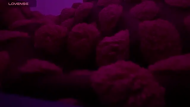 bukkakebae1 online show from November 15, 2025, 12:36 am