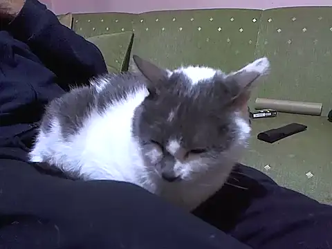 Snapshot of zormen355 chatting on April 4, 2026, 7:42 pm zormen355 online show from April 4, 2026, 7:42 pm