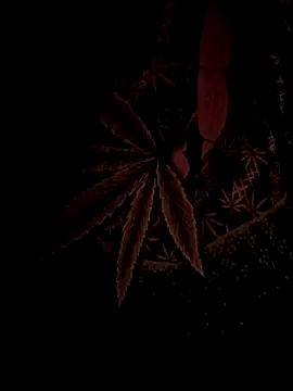 ySqmbVanbe online show from February 17, 2026, 4:43 am