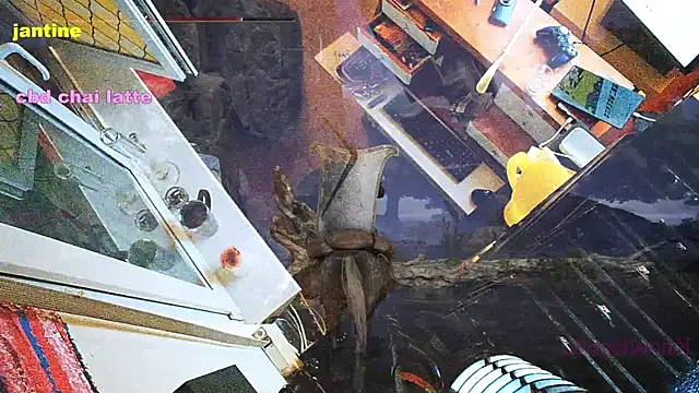 BongChannel online show from March 9, 2025, 3:54 am