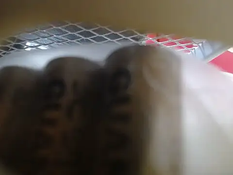 lovense test04 online show from February 10, 2026, 6:01 am