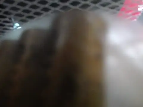 lovense test04 online show from January 7, 2026, 2:05 am