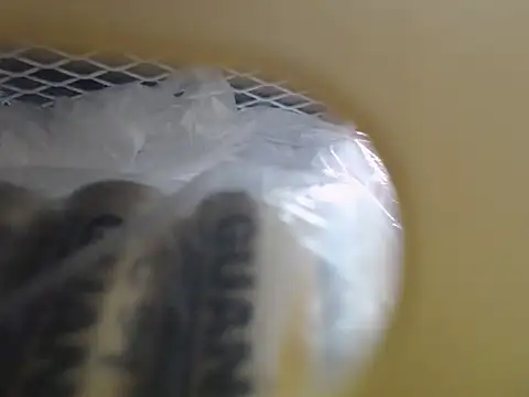 lovense test04 online show from October 16, 2025, 3:48 am