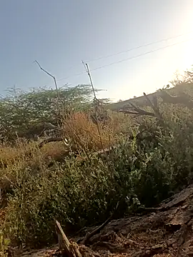 lovesuna online show from March 5, 2025, 2:25 am