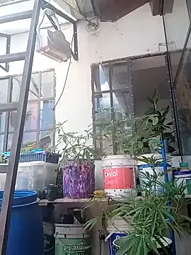 Snapshot of ConeNella chatting on December 26, 2024, 4:25 pm ConeNella online show from December 26, 2024, 4:25 pm