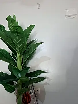 korah01 online show from November 17, 2025, 7:45 am