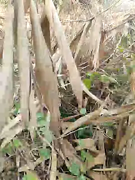 Young couple143 online show from February 27, 2025, 5:51 am