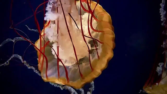 streamy test11 online show from December 4, 2025, 1:43 pm