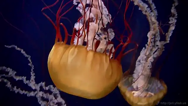 streamy test11 online show from March 20, 2026, 8:48 am