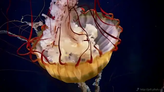 streamy test11 online show from December 2, 2025, 12:51 pm