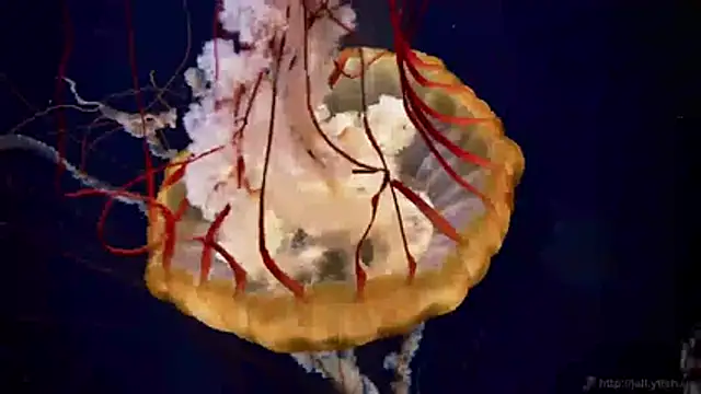 streamy test11 online show from April 16, 2026, 2:40 pm