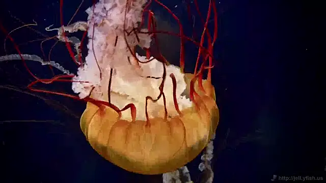 streamy test11 online show from April 17, 2026, 6:38 am