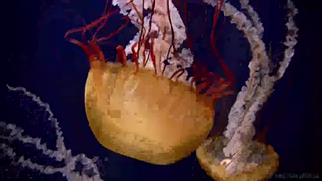 streamy test11 online show from April 22, 2026, 10:33 am