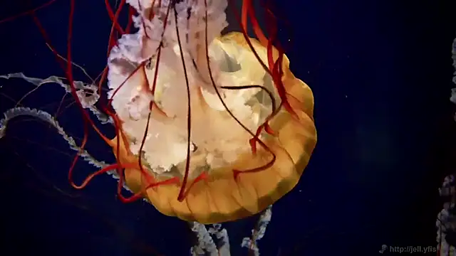 Snapshot of streamy_test12 chatting on September 22, 2025, 6:03 pm streamy test12 online show from September 22, 2025, 6:03 pm