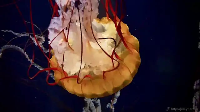 Snapshot of streamy_test12 chatting on February 20, 2025, 8:17 am streamy test12 online show from February 20, 2025, 8:17 am