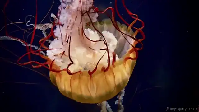 Snapshot of streamy_test12 chatting on February 27, 2025, 8:13 am streamy test12 online show from February 27, 2025, 8:13 am