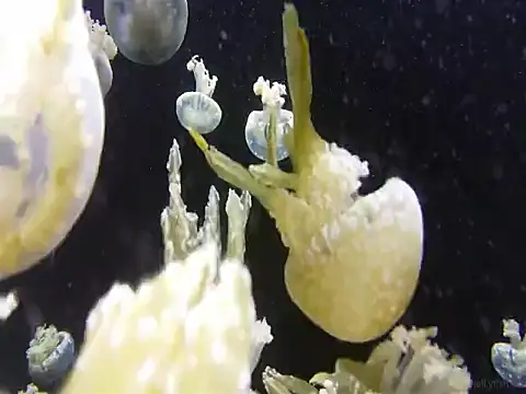 streamy test12 online show from May 22, 2026, 12:36 pm
