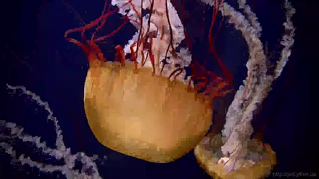 Snapshot of streamy_test12 chatting on January 22, 2025, 8:18 am streamy test12 online show from January 22, 2025, 8:18 am