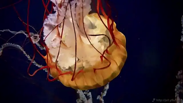 Snapshot of streamy_test12 chatting on October 31, 2025, 8:44 am streamy test12 online show from October 31, 2025, 8:44 am