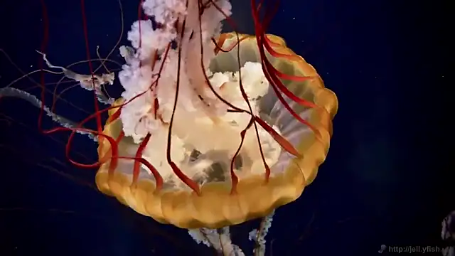 Snapshot of streamy_test12 chatting on March 14, 2025, 8:10 am streamy test12 online show from March 14, 2025, 8:10 am