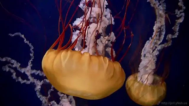 Snapshot of streamy_test12 chatting on March 5, 2025, 8:32 am streamy test12 online show from March 5, 2025, 8:32 am