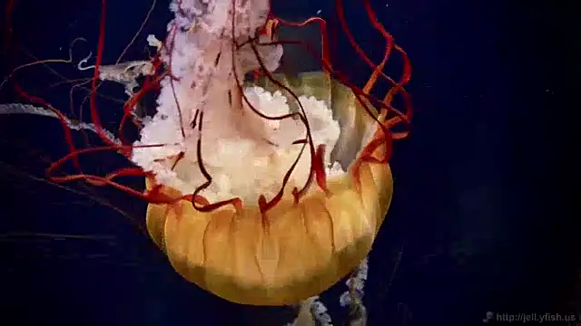 Snapshot of streamy_test12 chatting on December 9, 2024, 8:11 am streamy test12 online show from December 9, 2024, 8:11 am