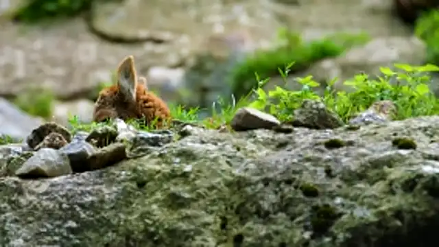 streamy test13 online show from March 18, 2026, 1:02 pm