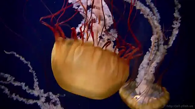 streamy test13 online show from December 9, 2024, 8:11 am