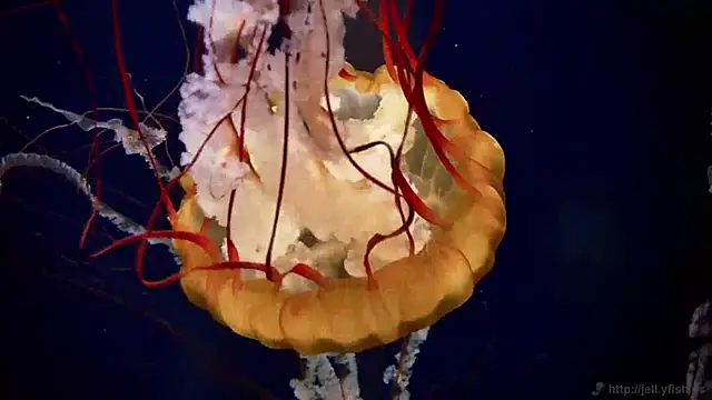 streamy test13 online show from December 31, 2024, 8:15 am