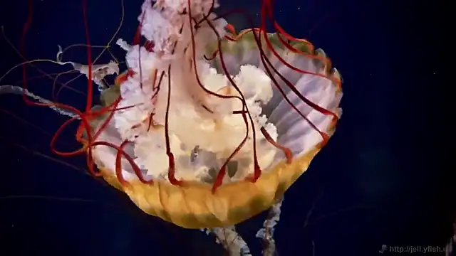 streamy test13 online show from October 21, 2025, 8:14 am