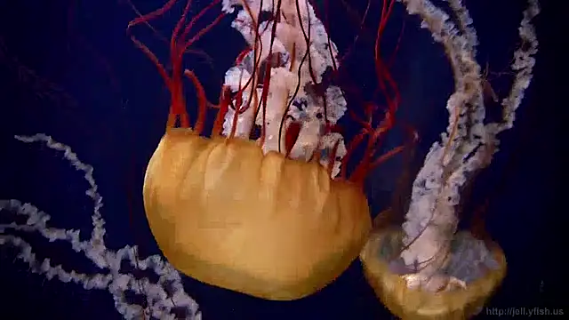 streamy test13 online show from December 13, 2024, 8:09 am