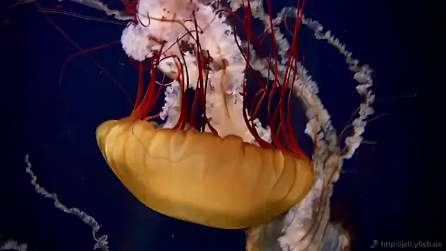 streamy test13 online show from February 4, 2025, 8:13 am