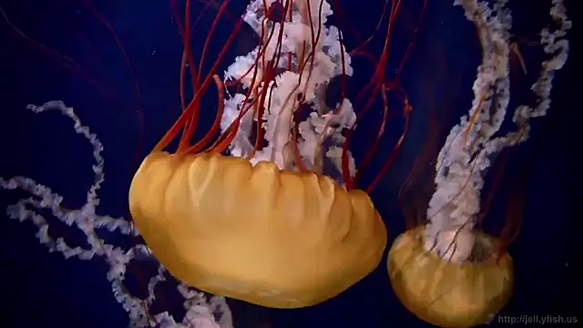 streamy test15 online show from January 16, 2026, 6:12 pm