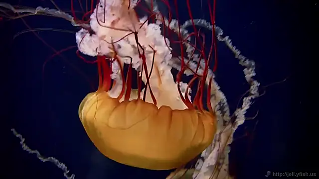 streamy test15 online show from December 18, 2025, 9:25 am