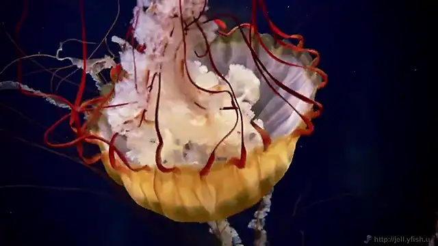 streamy test15 online show from December 17, 2025, 4:45 pm