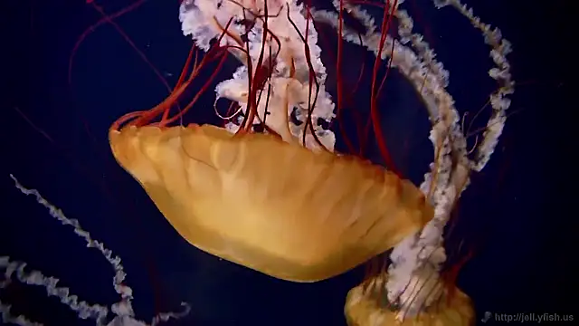 streamy test15 online show from November 17, 2025, 1:59 pm