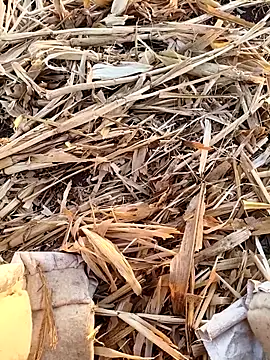 Snapshot of murokkk31 chatting on September 16, 2025, 3:18 am murokkk31 online show from September 16, 2025, 3:18 am