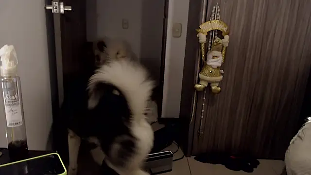 Snapshot of thomas_gun chatting on January 14, 2025, 12:00 am thomas gun online show from January 14, 2025, 12:00 am