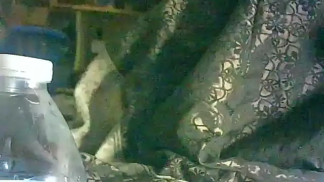 Snapshot of DI4MOND_FIR3 chatting on March 17, 2026, 5:54 am DI4MOND FIR3 online show from March 17, 2026, 5:54 am