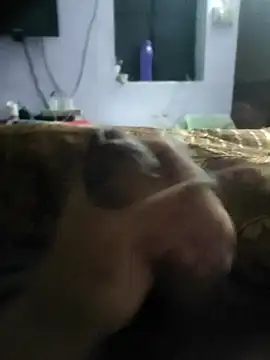 youngbull 21delhi online show from March 18, 2025, 3:56 am