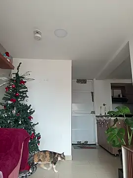 Snapshot of DakotaShelby chatting on December 17, 2025, 6:57 pm DakotaShelby online show from December 17, 2025, 6:57 pm