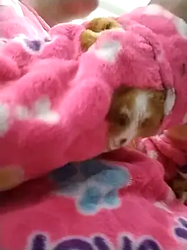 Snapshot of hinnatha22 chatting on February 5, 2025, 2:08 am hinnatha22 online show from February 5, 2025, 2:08 am