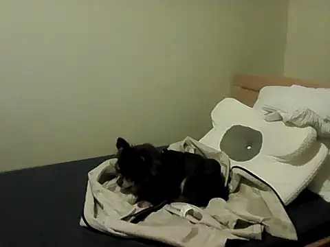 Snapshot of housewife_shantie chatting on November 15, 2025, 3:16 pm housewife shantie online show from November 15, 2025, 3:16 pm