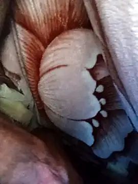 dick-boy-arabic1 online show from December 17, 2024, 2:55 am